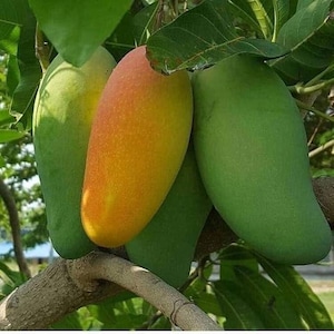 Grafted Orange Sherbet Mango Tree – Dwarf Variety | Sweet Tropical Fruit Tree | Live Potted Plant