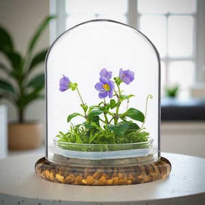 Live Persian Violet & Sundew Moss Terrarium - Award-Winning, Self-Sustaining, Continuous Blooms