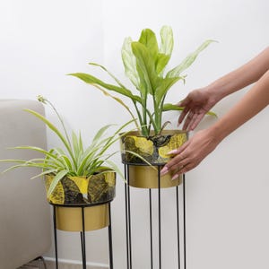 May include: Two gold metal plant stands with black metal legs, each holding a potted plant. The pots have a yellow and black leaf design. One plant has long, thin green leaves, and the other has large, light green leaves.