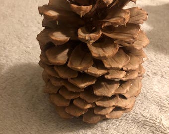 Jeffery-dennenappels