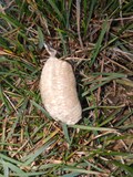 Praying mantis egg sacks
