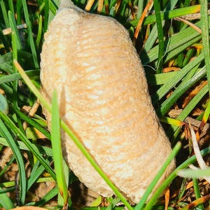 Praying mantis egg sacks (ootheca)