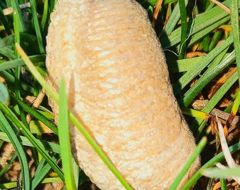 Praying mantis egg sacks