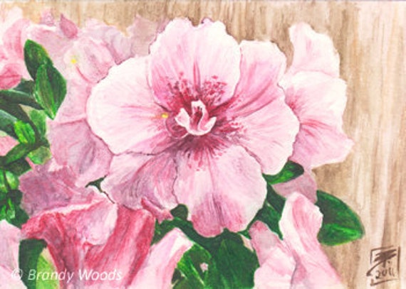Pretty white Magnolia Flowers Bloom ACEO sfa art drawing print Brandy Woods