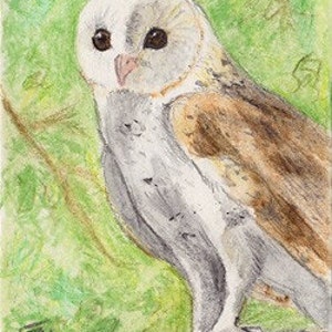 Witte Kerkuil vogel kunst wildlife ACEO print art kaart Brandy Woods
