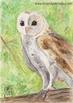 White Barn Owl bird art wildlife ACEO print art card Brandy Woods