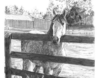 Horse at Fence Ranch Pencil Drawing Sketch Art Artwork Print 8.5 x 11 - Brandy Woods
