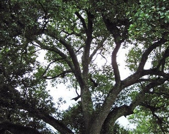 Old Live Oak Tree forest botanical photography art print - Brandy Woods