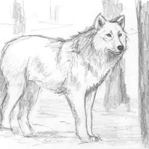 May include: A black and white pencil drawing of a wolf standing in a forest. The wolf is looking to the right of the image. The wolf is drawn in a realistic style.