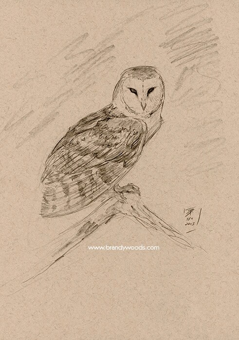 Sepia Barn Owl - Wildlife Sketch Drawing Artwork Print - by Brandy Woods