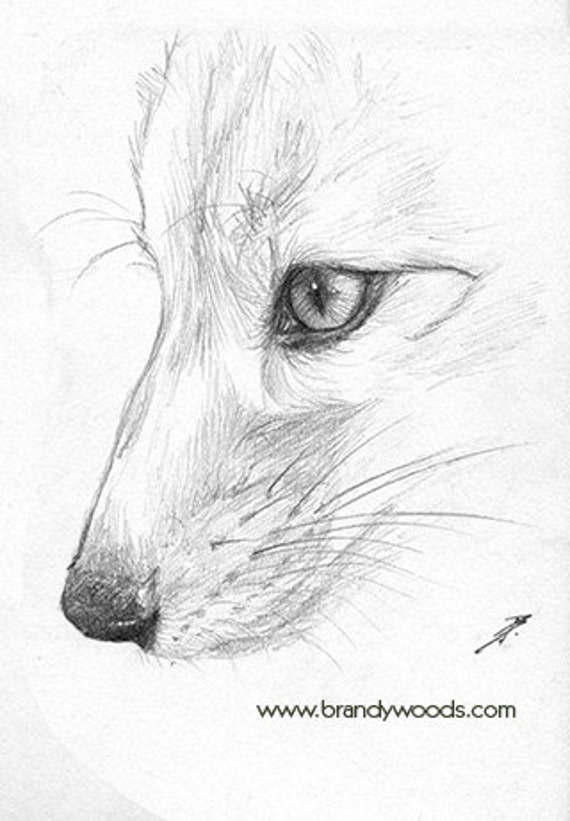 Red Fox Drawings for Sale  Pixels