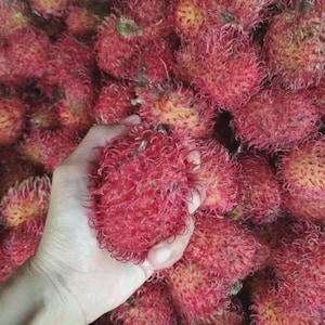 Könnte beinhalten: Eine Ansammlung frischer Rambutan-Früchte mit leuchtend roten, haarigen Schalen. Eine einzelne Rambutan wird im Vordergrund gehalten und zeigt ihre charakteristisch strukturierte, faserige Oberfläche und runde Form vor vielen weiteren Früchten.