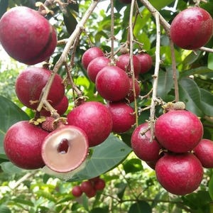 Ympad rubinröd longanplanta – söt aromatisk tropisk sort