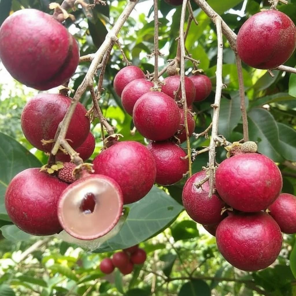 Red longan - Etsy 日本