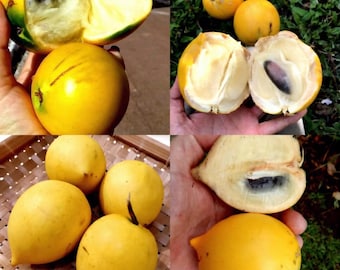 Plántula de Abiu injertada – Variedad australiana de sawo tropical cremoso dulce