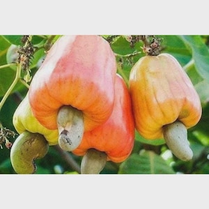 Può includere: Primo piano di anacardi in varie fasi di maturazione. I frutti variano di colore dal verde all'arancione e al rosso, con un anacardo attaccato. Lo sfondo presenta foglie e rami verdi.