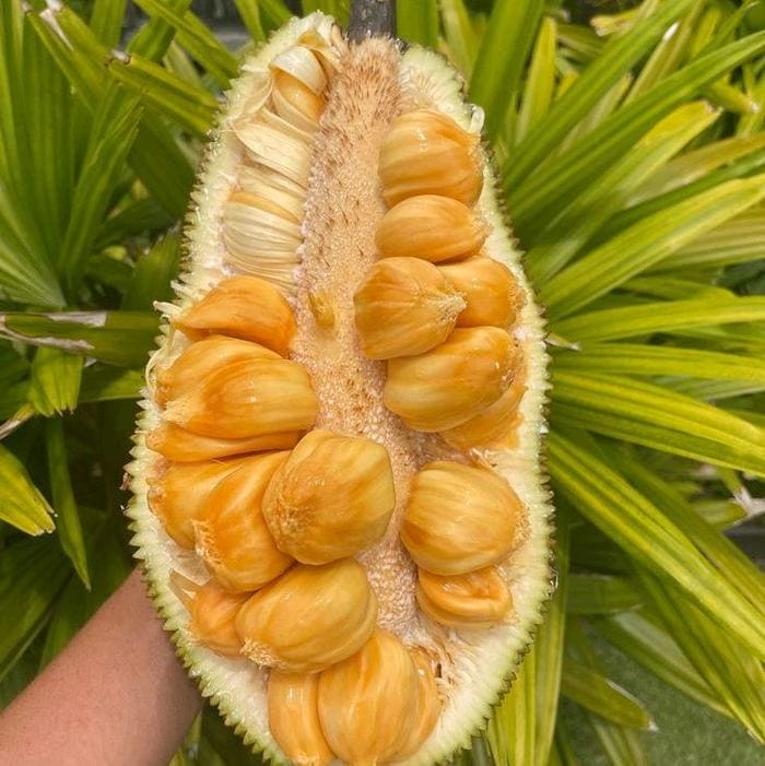 Marang Fruit - Etsy Canada
