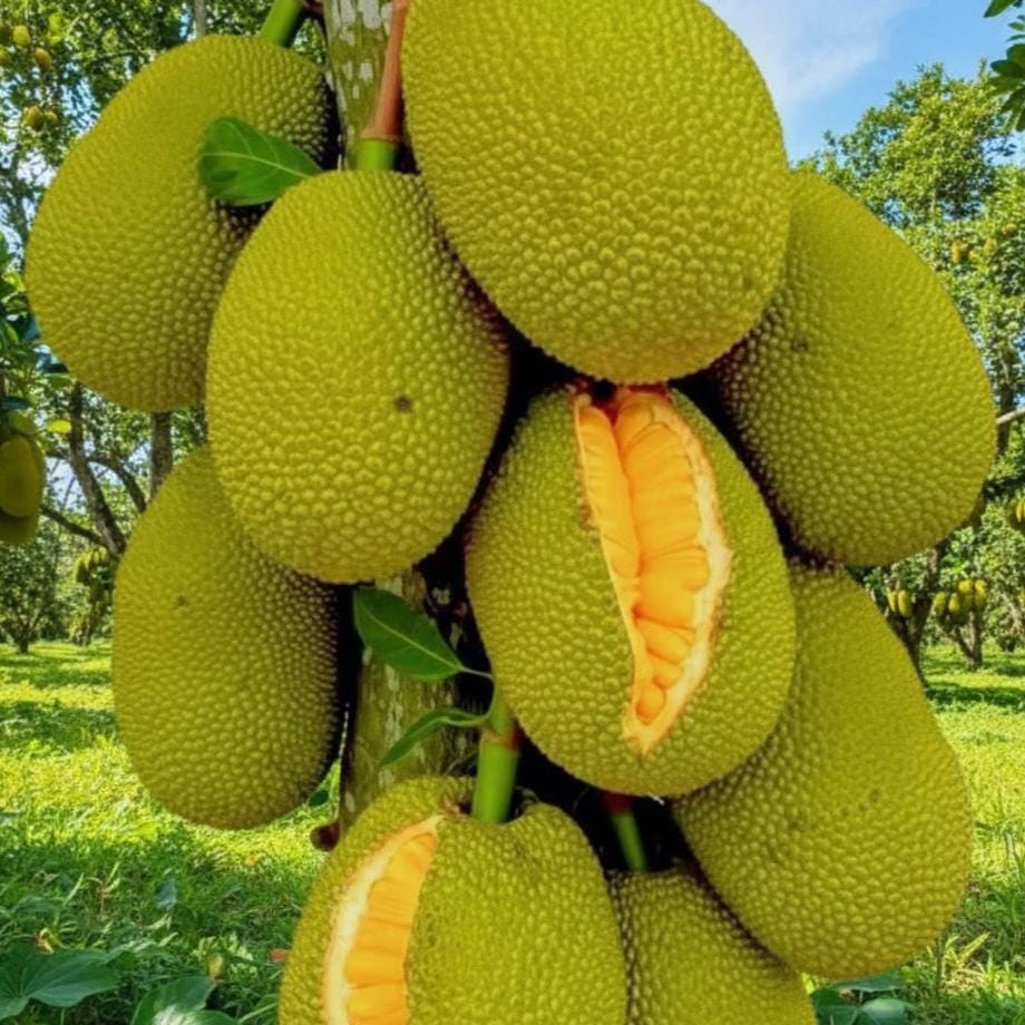 Marang Fruit - Etsy Canada