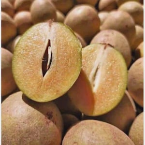 Ympad honungssapodillafruktträd – Supersöt tropisk frukt