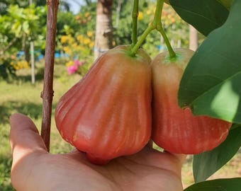 Plántula de manzana Barbie Sugar Wax injertada: variedad extra dulce y crujiente