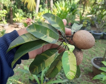 Plántula de níspero abigarrada injertada: follaje único y frutos dulces