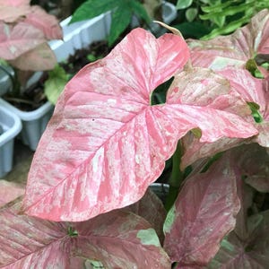 Syngonium Pink Anya, pianta rara variegata, variegata rosa tenue, pianta a punta di freccia tropicale da interno.