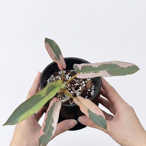 Philodendron atabapoense - Etsy 日本