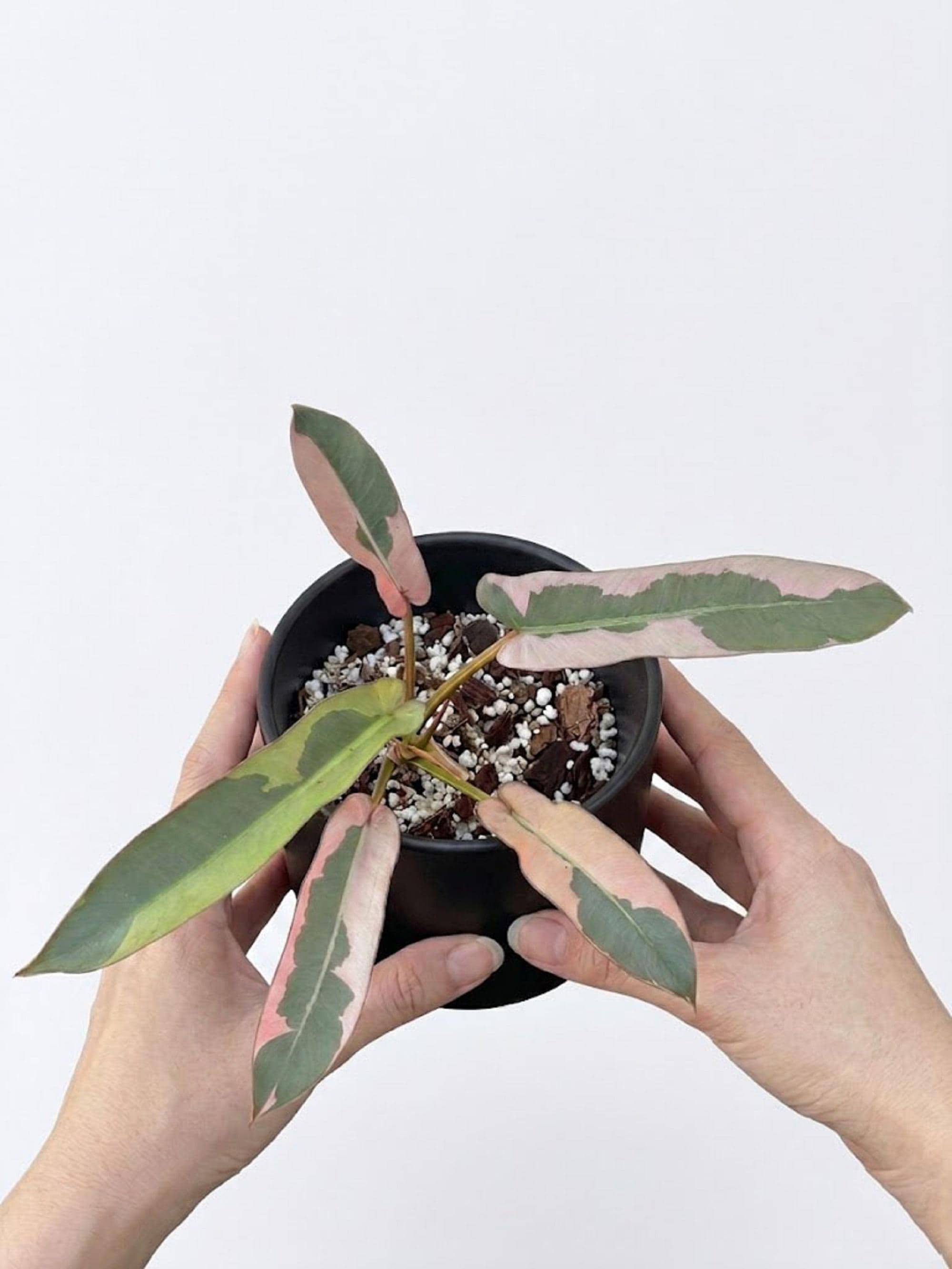 Philodendron atabapoense - Etsy 日本
