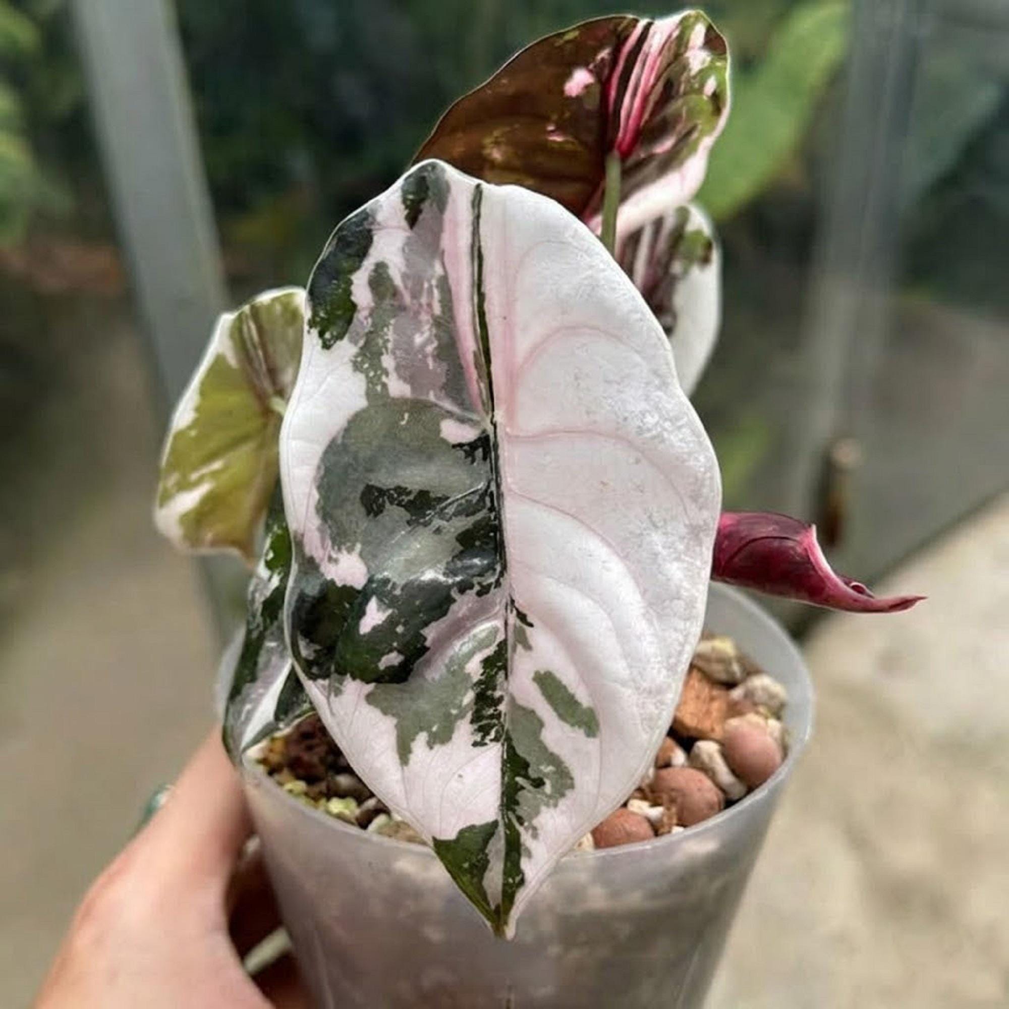 Alocasia cuprea - Etsy 日本