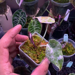 Alocasia cuprea pink - Etsy 日本