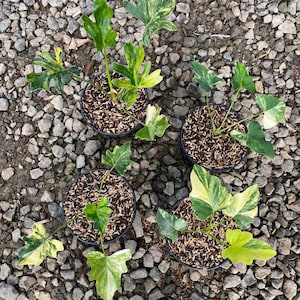 Puede incluir: Vista aérea de cinco plantas en macetas con hojas abigarradas verdes y amarillas. Las plantas están en macetas de plástico negro llenas de tierra y mantillo. El fondo es un lecho de pequeñas piedras grises.