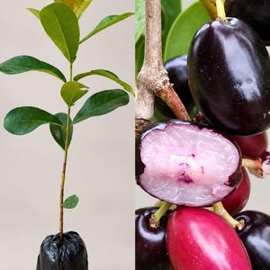 Może przedstawiać: Młoda sadzonka drzewa jamun z zielonymi liśćmi w czarnej plastikowej torbie szkółkarskiej, obok kiści owalnych owoców jamun o gładkiej, ciemnofioletowej skórce, z jednym owocem przekrojonym, ukazującym jasne, półprzezroczyste, jasnoróżowe wnętrze.