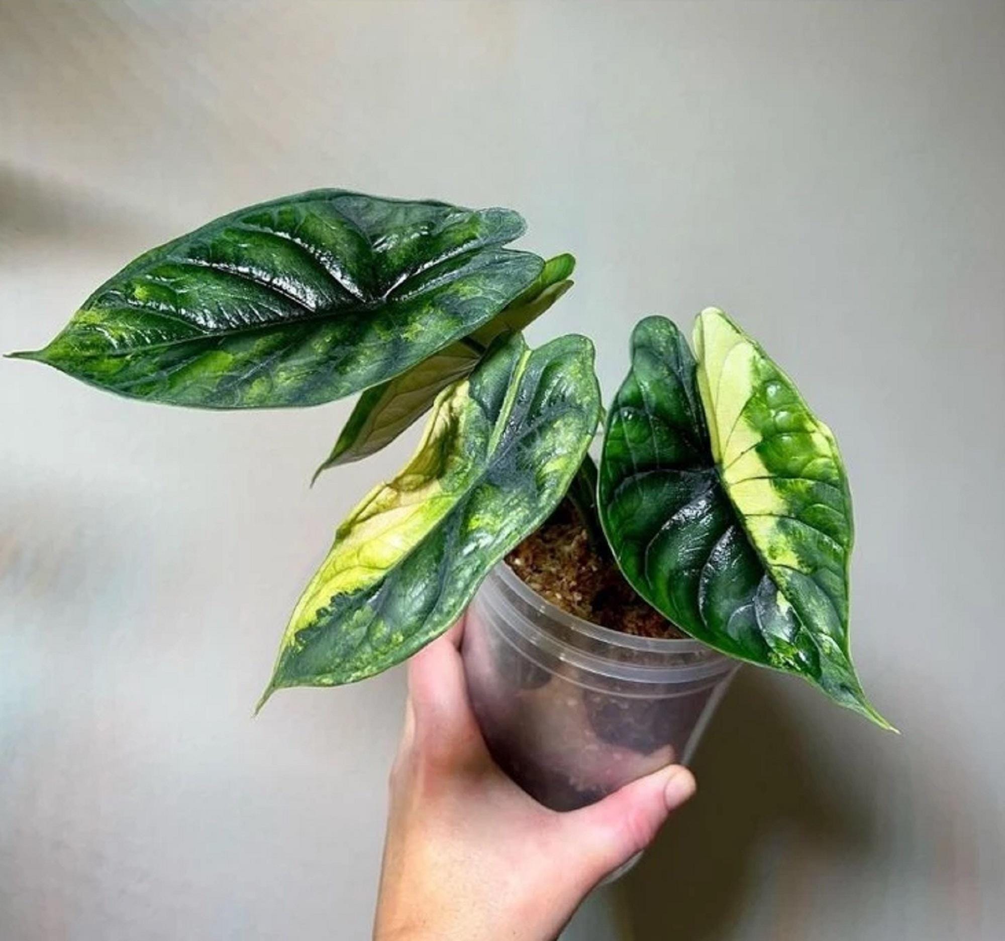große zimmerpflanzen bestellen Fensterblatt (Monstera) XXL-Größe kaufen main image 0