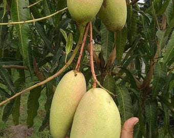 Golek Mango Grafted Fruit Tree Sweet Tropical Fruit Tree Fast Fruiting Grafted Mango