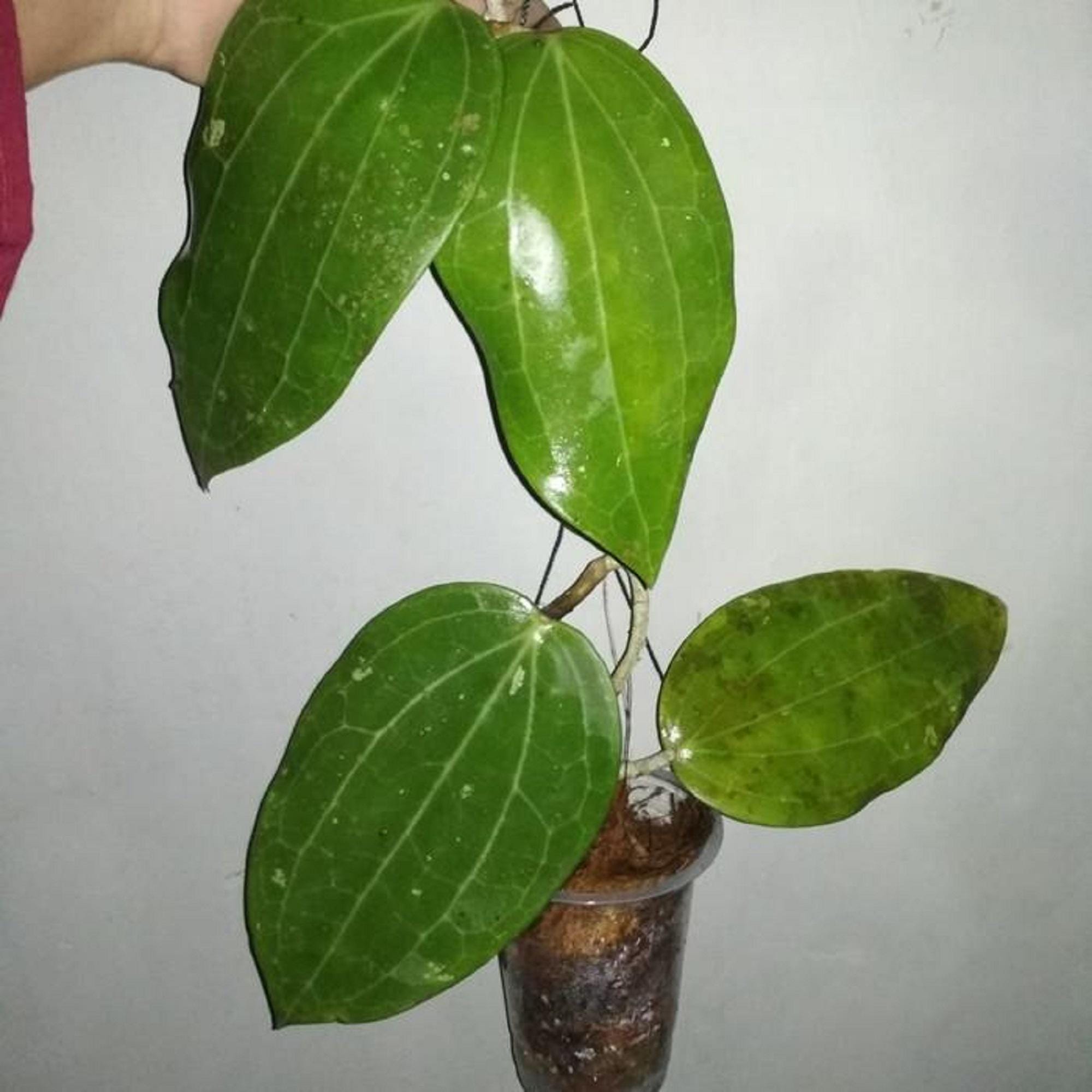 Hoya glabra - Etsy 日本