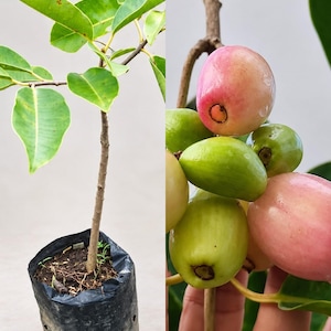 May include: A young tree with green leaves planted in a black plastic nursery bag, shown alongside a close-up of a cluster of oval-shaped fruits that transition in colour from light green to a soft pinkish hue while attached to a woody branch.