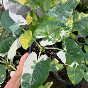Alocasia okinawa silver - Etsy 日本