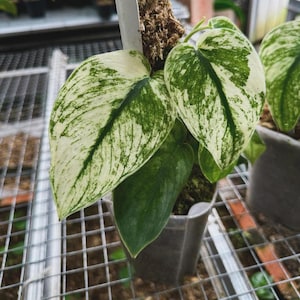 Scindapsus borneo - Etsy 日本