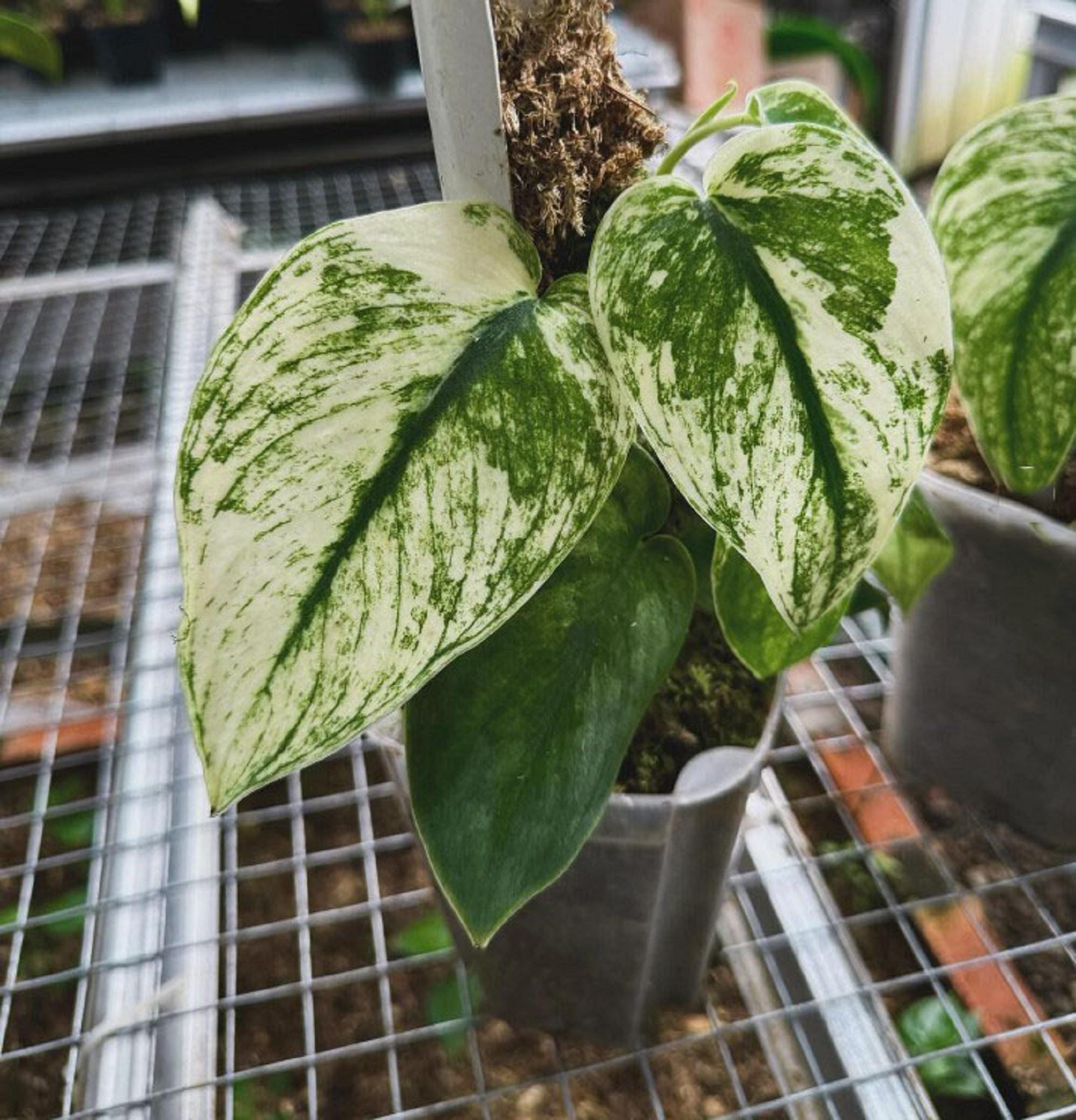 Scindapsus borneo - Etsy 日本