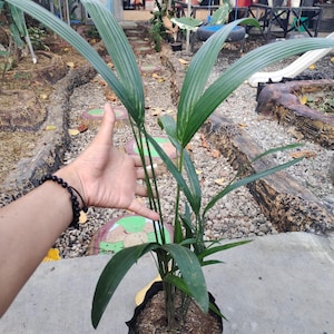 Palm Cyrtostachys Renda (Real Pict) Red Sealing Wax Palm Rare Tropical Live Palm Plant