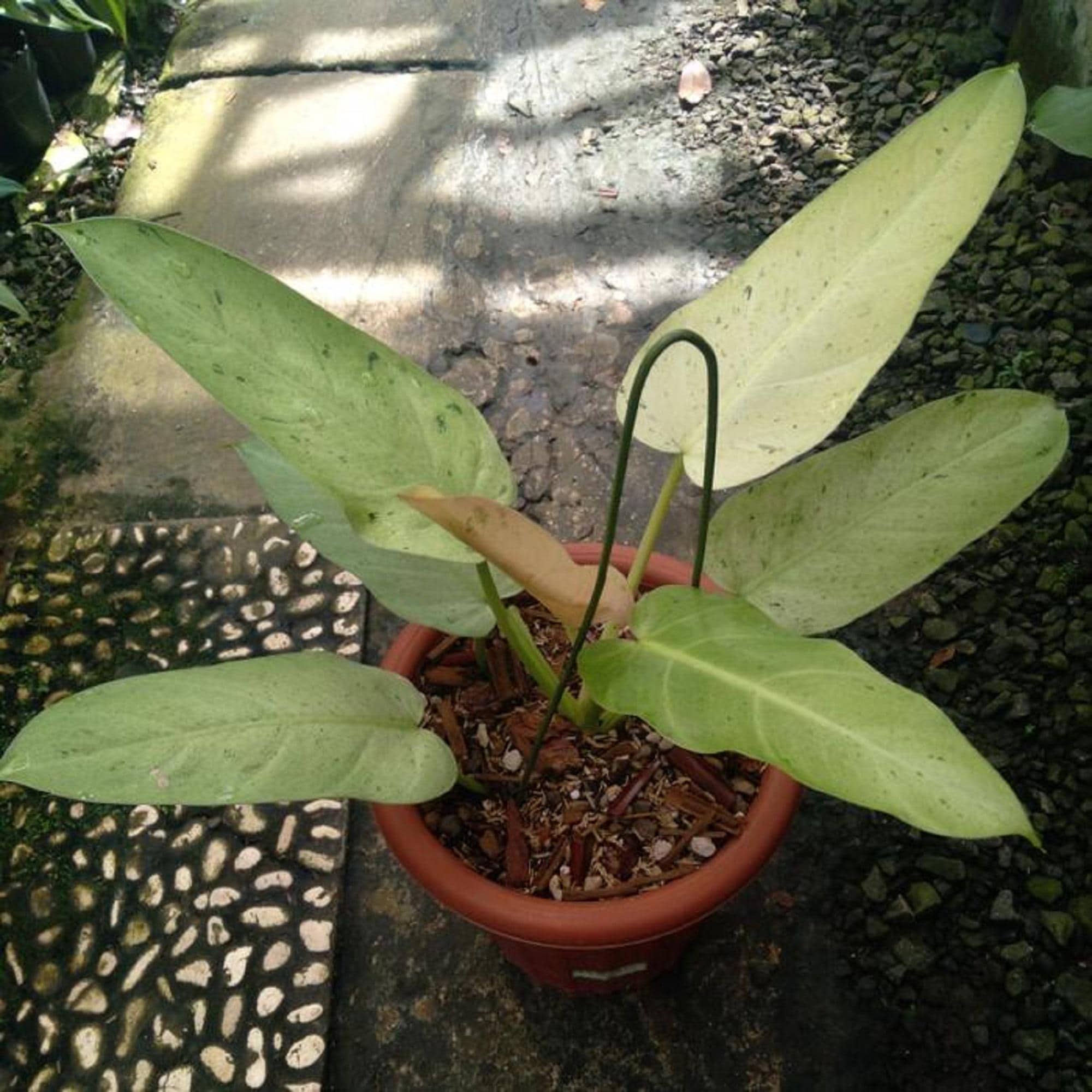 Variegated philodendron whipple way - Etsy 日本