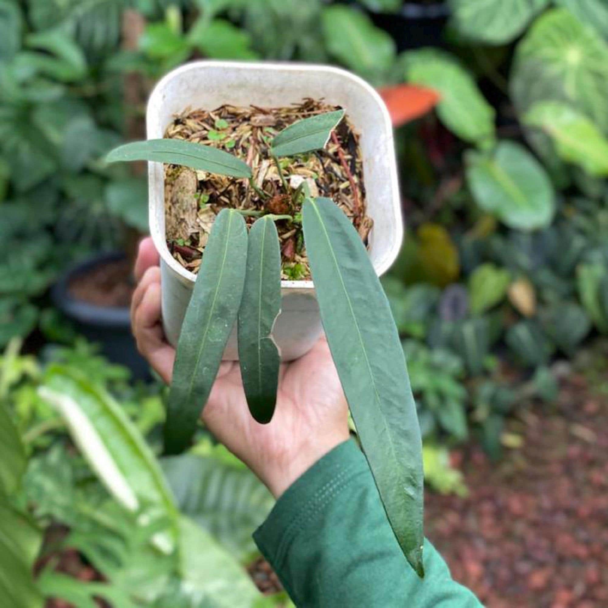 Anthurium wendlingeri - Etsy 日本