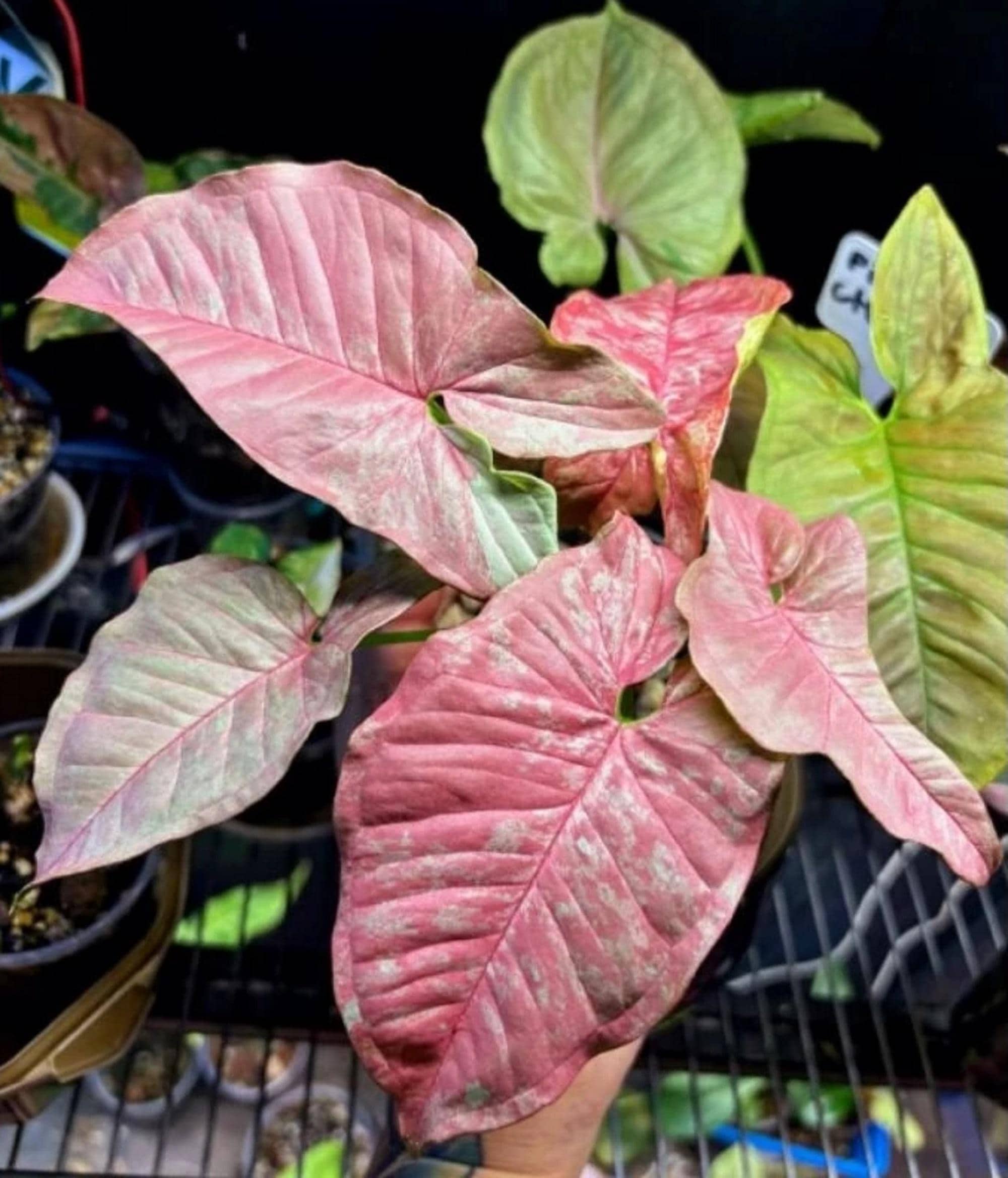 Syngonium pink venom - Etsy 日本