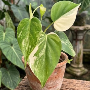 Heartleaf Albo - Etsy