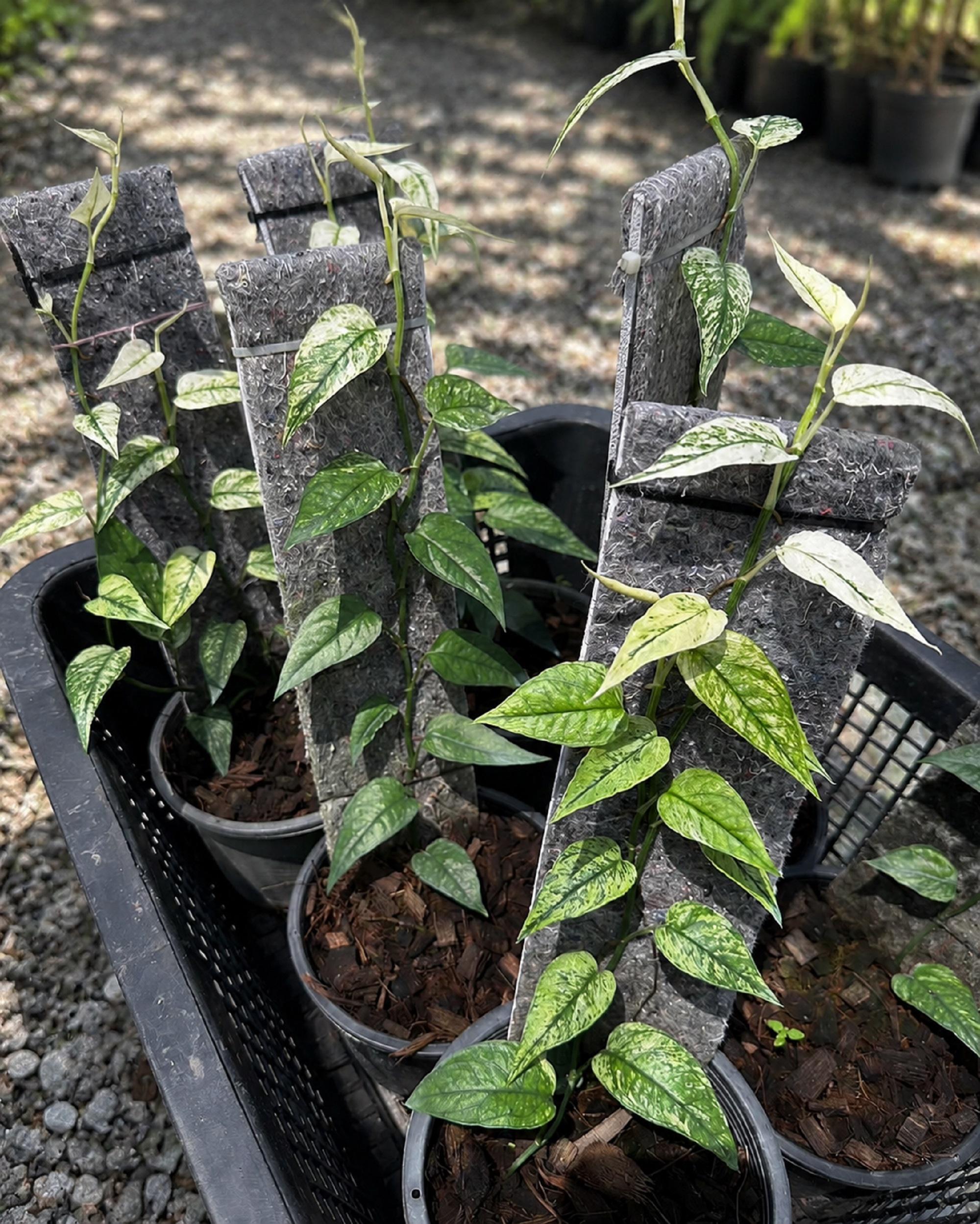 Cebu blue epipremnum - Etsy 日本