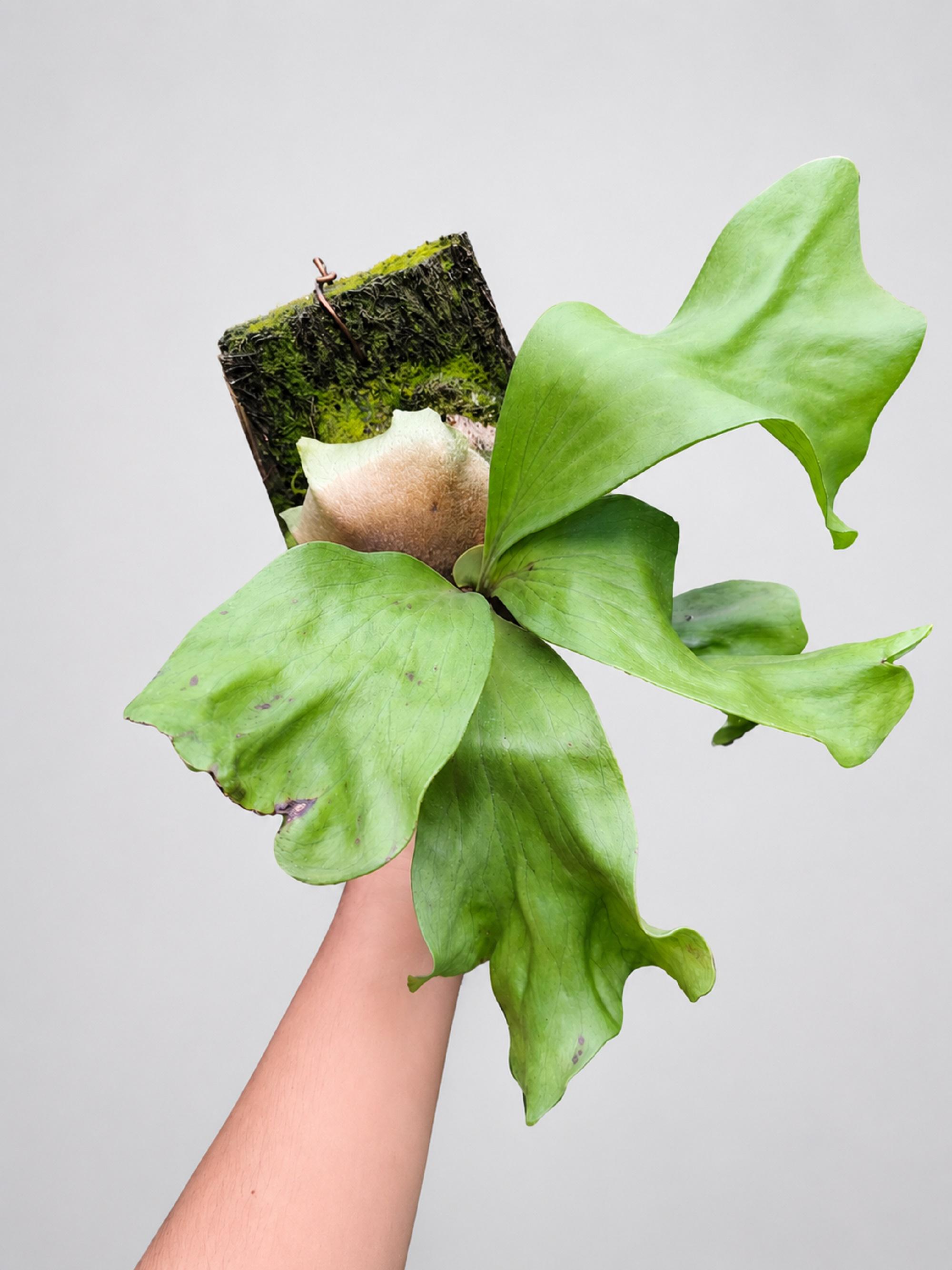 Rare Platycerium Hillii Dragon (real Pict) Staghorn Fern - Etsy