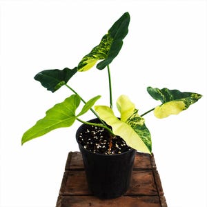 Philodendron Williamsii Variegated - Etsy
