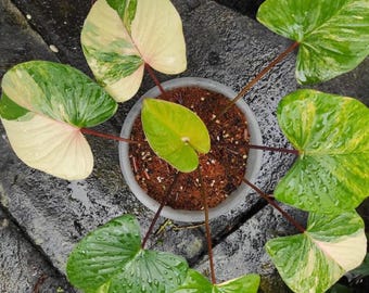 Homalomena Black Starter Plant (ALL STARTER PLANTS Require You to