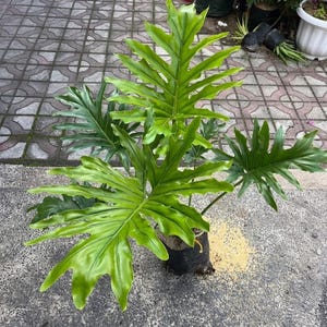 Variegated Selloum - Etsy