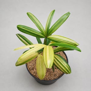 brokkolisamen bio Brokkolisamen gekeimt, bio, roh 200g – TAIGA Naturkost main image 0